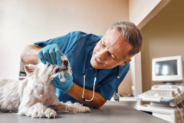 Best Pediatric Emergency Dentist in Eldorado, TX